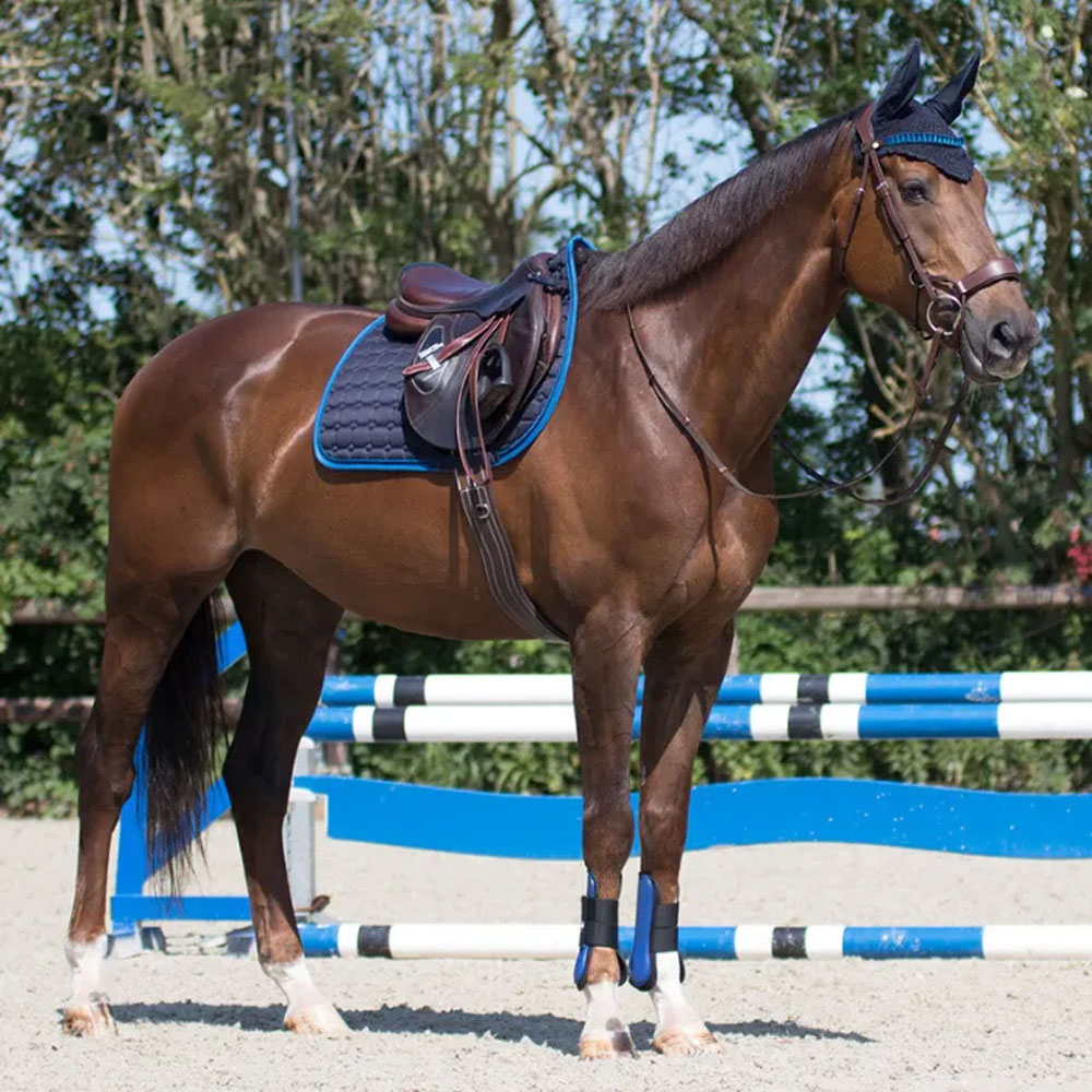 Horse fitted with a quality bit